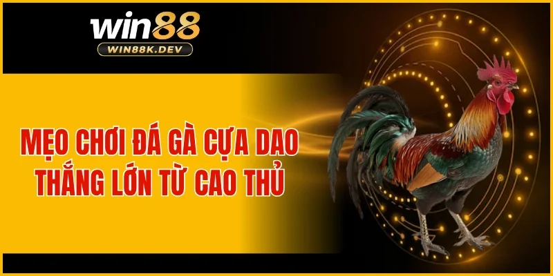 Mẹo chơi đá gà cựa dao thắng lớn từ cao thủ